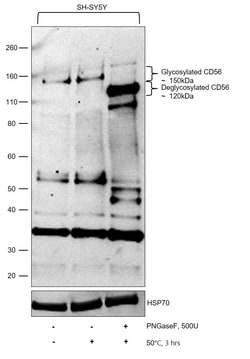 Invitrogen CD56 Recombinant Rabbit Monoclonal Antibody (3H15L12) 100 &mu;g;