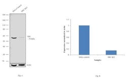 Invitrogen SRC Recombinant Rabbit Monoclonal Antibody (14H2L20) 100 &mu;g;