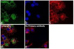 Invitrogen ErbB2 (HER-2) Recombinant Rabbit Monoclonal Antibody (7H3L20)