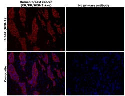 Invitrogen ErbB2 (HER-2) Recombinant Rabbit Monoclonal Antibody (7H3L20)