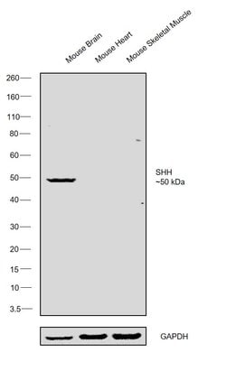Invitrogen SHH Recombinant Rabbit Monoclonal Antibody (23H15L1) 100 &mu;g;