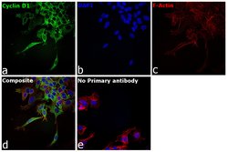 Invitrogen Cyclin D1 Recombinant Rabbit Monoclonal Antibody (17H3L3) 100