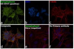 Invitrogen Synaptophysin Recombinant Rabbit Monoclonal Antibody (8H2L12)