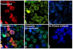 Invitrogen DYKDDDDK Tag Recombinant Rabbit Monoclonal Antibody (8H8L17) 100 &mu;g | Buy Online | Invitrogen&trade; | Fisher Scientific