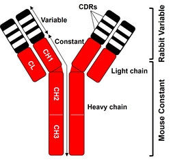 DYKDDDDK Tag Chimeric Recombinant Mouse Monoclonal Antibody (8H8L17), Invitrogen&trade;