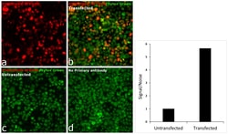 Invitrogen DYKDDDDK Tag Recombinant Rabbit Monoclonal Antibody (8H8L17), Alexa Fluor Plus 594, Invitrogen 20 &mu;g | Buy Online | Invitrogen&trade; | Fisher Scientific