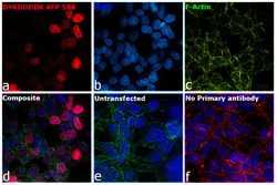 Invitrogen DYKDDDDK Tag Recombinant Rabbit Monoclonal Antibody (8H8L17), Alexa Fluor Plus 594, Invitrogen 20 &mu;g | Buy Online | Invitrogen&trade; | Fisher Scientific