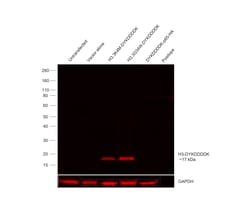 Invitrogen DYKDDDDK Tag Recombinant Rabbit Monoclonal Antibody (8H8L17), Alexa Fluor Plus 594, Invitrogen 20 &mu;g | Buy Online | Invitrogen&trade; | Fisher Scientific