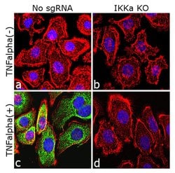 Phospho-IKK alpha/beta (Ser176, Ser180) Recombinant Rabbit Monoclonal Antibody