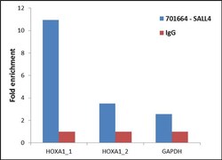 Invitrogen SALL4 Recombinant Rabbit Monoclonal Antibody (15H26L3) 100 &mu;g;