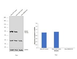 Invitrogen SMAD4 Recombinant Rabbit Monoclonal Antibody (10H10L15) 100