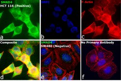 Invitrogen SMAD4 Recombinant Rabbit Monoclonal Antibody (10H10L15) 100