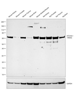 Invitrogen ATG16L1 Recombinant Rabbit Monoclonal Antibody (17H32L7) 100 &mu;g | Buy Online | Invitrogen&trade; | Fisher Scientific