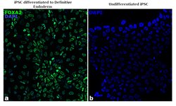 Invitrogen FOXA2 Recombinant Rabbit Monoclonal Antibody (9H5L7) 100 &mu;g;
