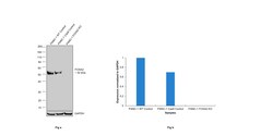 Invitrogen FOXA2 Recombinant Rabbit Monoclonal Antibody (9H5L7) 100 &mu;g;