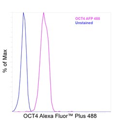 Invitrogen OCT4 Recombinant Rabbit Monoclonal Antibody (3H8L6), Alexa Fluor