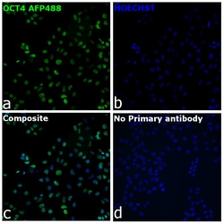 Invitrogen OCT4 Recombinant Rabbit Monoclonal Antibody (3H8L6), Alexa Fluor