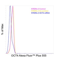 Invitrogen OCT4 Recombinant Rabbit Monoclonal Antibody (3H8L6), Alexa Fluor