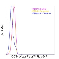 Invitrogen OCT4 Recombinant Rabbit Monoclonal Antibody (3H8L6), Alexa Fluor