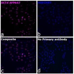 Invitrogen OCT4 Recombinant Rabbit Monoclonal Antibody (3H8L6), Alexa Fluor
