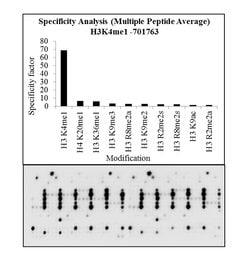 Invitrogen H3K4me1 Recombinant Rabbit Monoclonal Antibody (1H4L31) 100