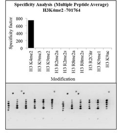 Invitrogen H3K4me2 Recombinant Rabbit Monoclonal Antibody (24H8L19), ChIP-Verified