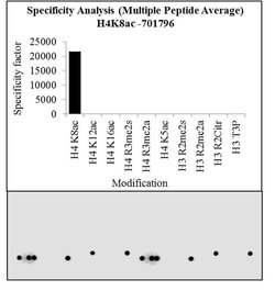 Invitrogen H4K8ac Recombinant Rabbit Monoclonal Antibody (8H5L4), ChIP-Verified 100 &mu;g | Buy Online | Invitrogen&trade; | Fisher Scientific