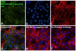 Invitrogen&trade;&nbsp;ZO-3 Recombinant Rabbit Monoclonal Antibody (24H3L15)