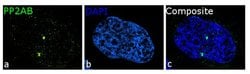 Invitrogen PPP2R2A Recombinant Rabbit Monoclonal Antibody (1H3L5) 100 &mu;g;