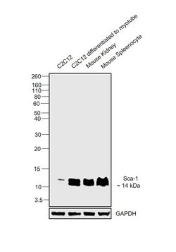 Invitrogen Sca-1 Recombinant Rabbit Monoclonal Antibody (7 H4L3) 100 &mu;g;