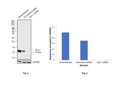 Invitrogen Sca-1 Recombinant Rabbit Monoclonal Antibody (7 H4L3) 100 &mu;g;