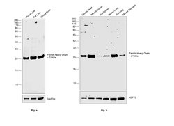Invitrogen Ferritin Heavy Chain Recombinant Rabbit Monoclonal Antibody (9H17L10) 100 &mu;g | Buy Online | Invitrogen&trade; | Fisher Scientific