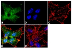 Invitrogen&trade;&nbsp;Somatostatin Recombinant Rabbit Monoclonal Antibody (9H33L7)