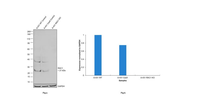 Phospho-RAC1/CDC42 (Ser71) Recombinant Rabbit Monoclonal Antibody ...