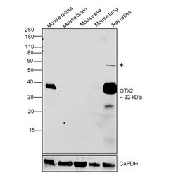 Invitrogen OTX2 Recombinant Rabbit Monoclonal Antibody (14H14L5) 100 &mu;g;