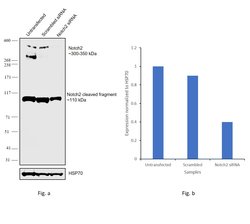 Invitrogen NOTCH2 Recombinant Rabbit Monoclonal Antibody (18H4L20) 100