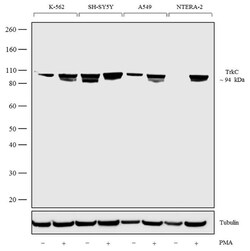 Invitrogen TrkC Recombinant Rabbit Monoclonal Antibody (7H3L20) 100 &mu;g;