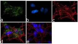 Invitrogen&trade;&nbsp;PSD93 Recombinant Rabbit Monoclonal Antibody (7H7L3)