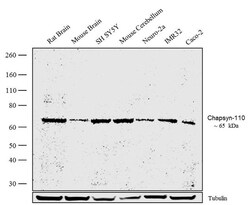 Invitrogen PSD93 Recombinant Rabbit Monoclonal Antibody (7H7L3) 100 &mu;g | Buy Online | Invitrogen&trade; | Fisher Scientific