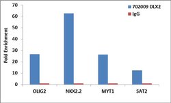 Invitrogen DLX2 Recombinant Rabbit Monoclonal Antibody (1H13L11) 100 &mu;g;