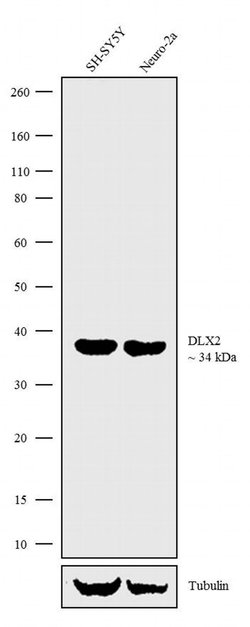 Invitrogen DLX2 Recombinant Rabbit Monoclonal Antibody (1H13L11) 100 &mu;g;