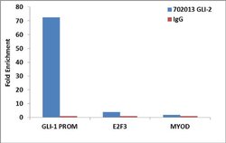 Invitrogen GLI2 Recombinant Rabbit Monoclonal Antibody (9H25L4) 100 &mu;g | Buy Online | Invitrogen&trade; | Fisher Scientific