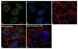 Invitrogen&trade;&nbsp;GLI2 Recombinant Rabbit Monoclonal Antibody (9H25L4)