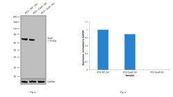 Invitrogen SOX9 Recombinant Rabbit Monoclonal Antibody (7H13L8) 100 &mu;g | Buy Online | Invitrogen&trade; | Fisher Scientific