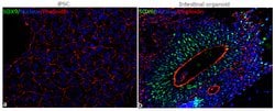 Invitrogen SOX9 Recombinant Rabbit Monoclonal Antibody (7H13L8) 100 &mu;g | Buy Online | Invitrogen&trade; | Fisher Scientific