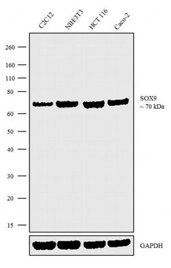 Invitrogen SOX9 Recombinant Rabbit Monoclonal Antibody (7H13L8) 100 &mu;g | Buy Online | Invitrogen&trade; | Fisher Scientific