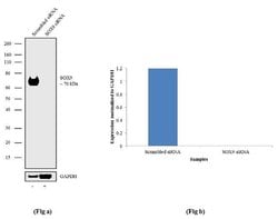 Invitrogen SOX9 Recombinant Rabbit Monoclonal Antibody (7H13L8) 100 &mu;g | Buy Online | Invitrogen&trade; | Fisher Scientific