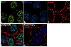 Invitrogen&trade;&nbsp;SOX9 Recombinant Rabbit Monoclonal Antibody (7H13L8)