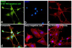 Invitrogen&trade;&nbsp;TPH2 Recombinant Rabbit Monoclonal Antibody (9H1L6)