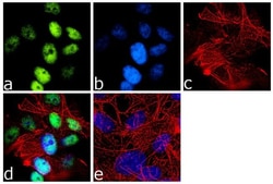 Invitrogen NeuN Recombinant Rabbit Monoclonal Antibody (14H6L24) 100 &mu;g;